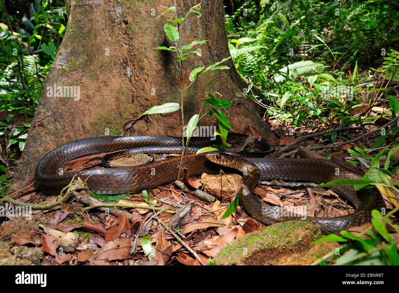 Dhaman, Ratsnake orientali, Orientale Biacco (Ptyas mucosa, Ptyas mucosus), in agguato sul suolo della foresta, Sri Lanka, Sinharaja Forest National Park Foto Stock