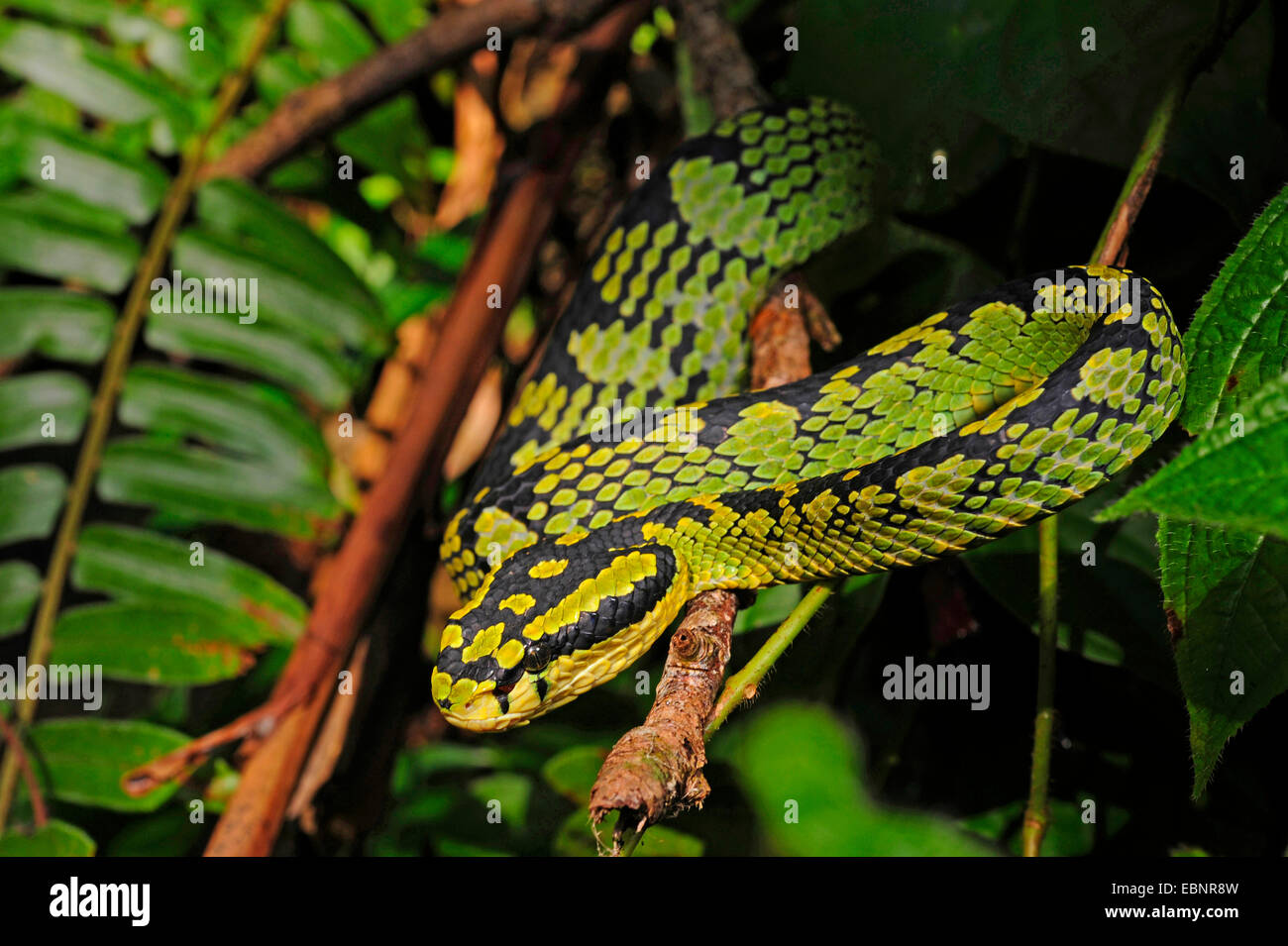 Il governo dello Sri Lanka rattlesnakes, Ceylon rattlesnakes (Trimeresurus trigonocephalus), ritratto, Sri Lanka, Sinharaja Forest National Park Foto Stock