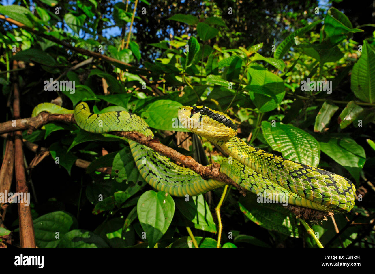 Il governo dello Sri Lanka rattlesnakes, Ceylon rattlesnakes (Trimeresurus trigonocephalus), giacente su di un ramo, Sri Lanka, Sinharaja Forest National Park Foto Stock