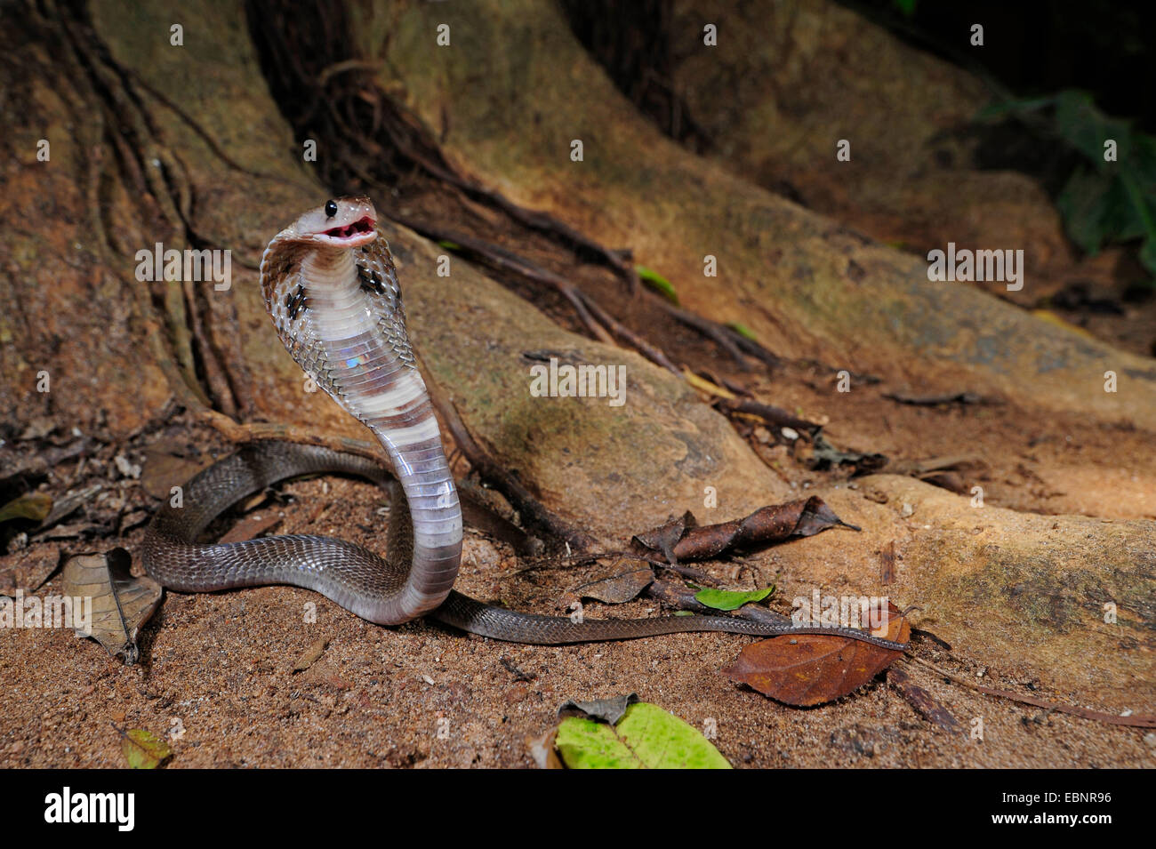 Cobra comune, Indian cobra (Naja naja), in difesa della postura, Sri Lanka Foto Stock