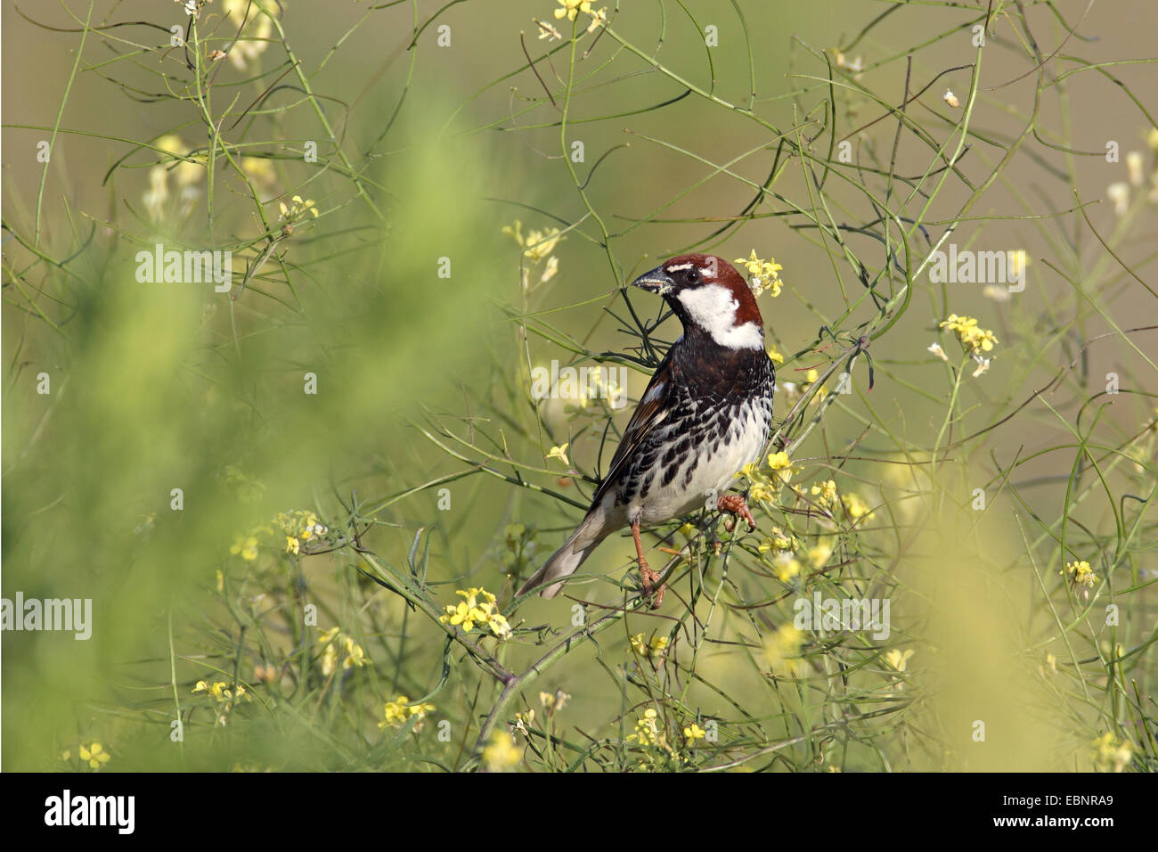 Passera sarda (Passer hispaniolensis), maschio si siede in hedge fiori di senape, Bulgaria, Kap Kaliakra Foto Stock