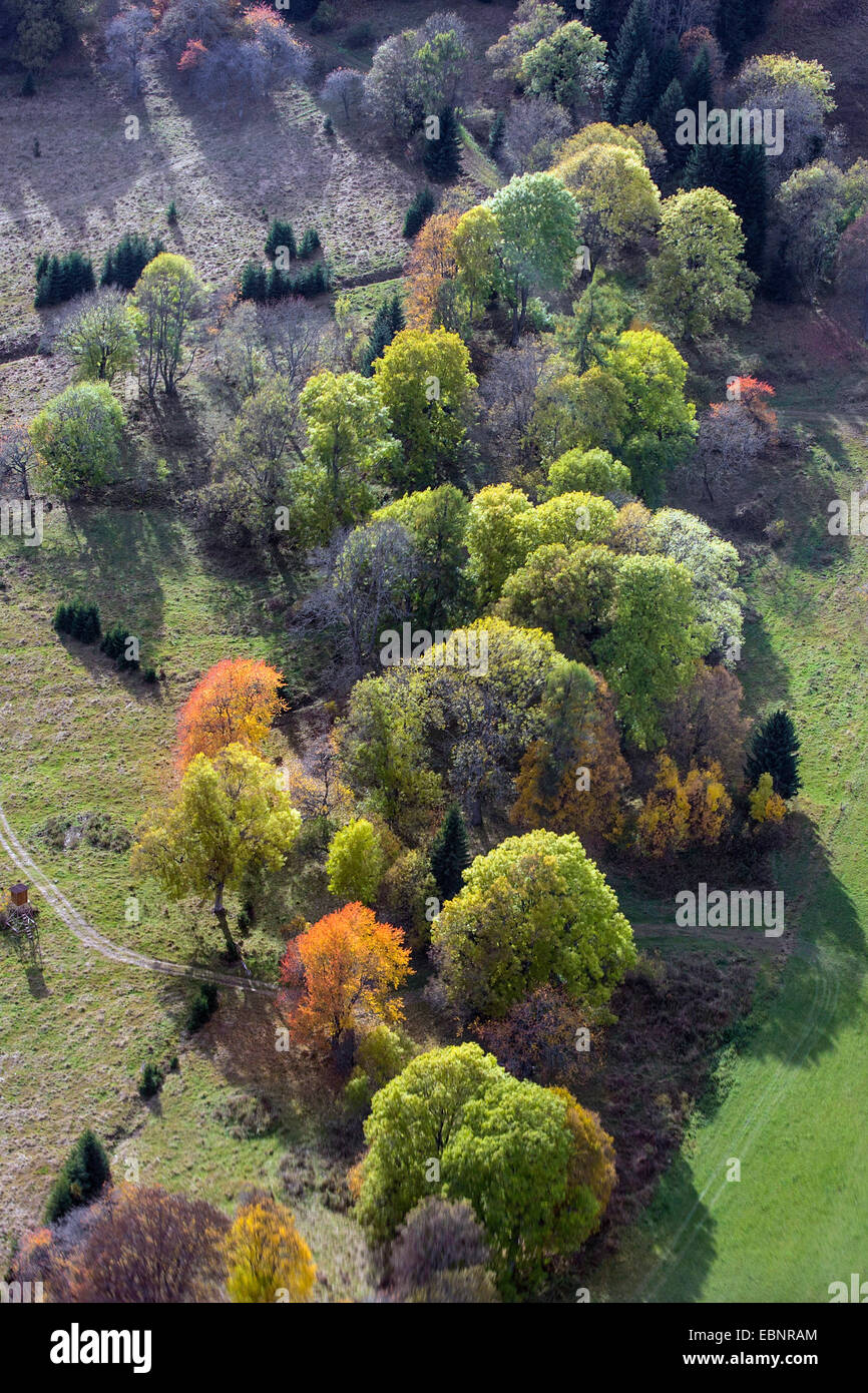 Vista aerea di lasciato alberi in colore di autunno, Repubblica Ceca, Sumava National Park Foto Stock