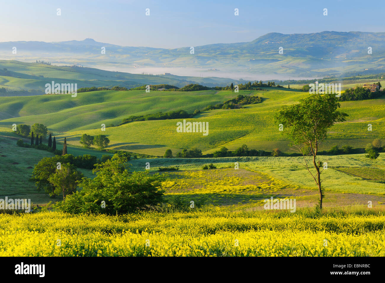 Verde e collinare terreno coltivato in primavera, Italia, Toscana, Val d'Orcia , San Quirico d'Orcia Foto Stock