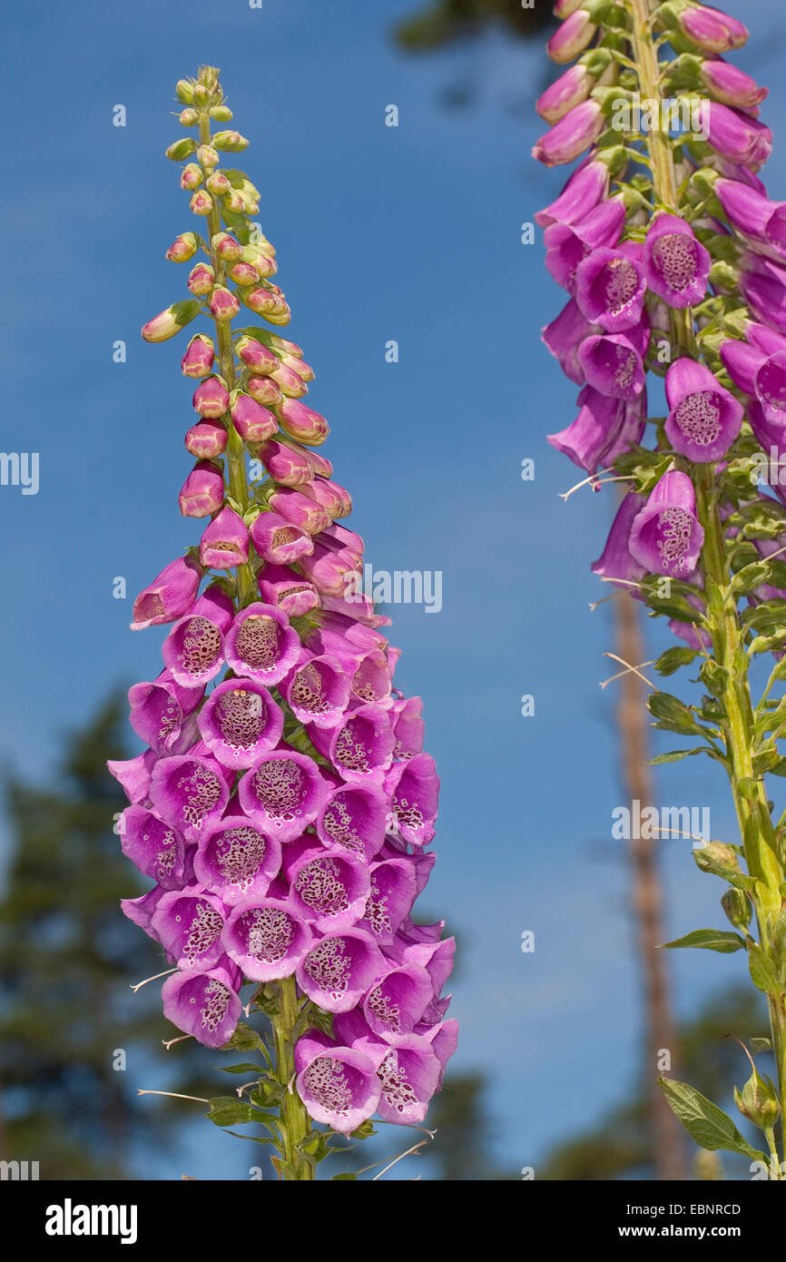 Foxglove comune, viola foxglove (Digitalis purpurea), fioritura, Germania Foto Stock