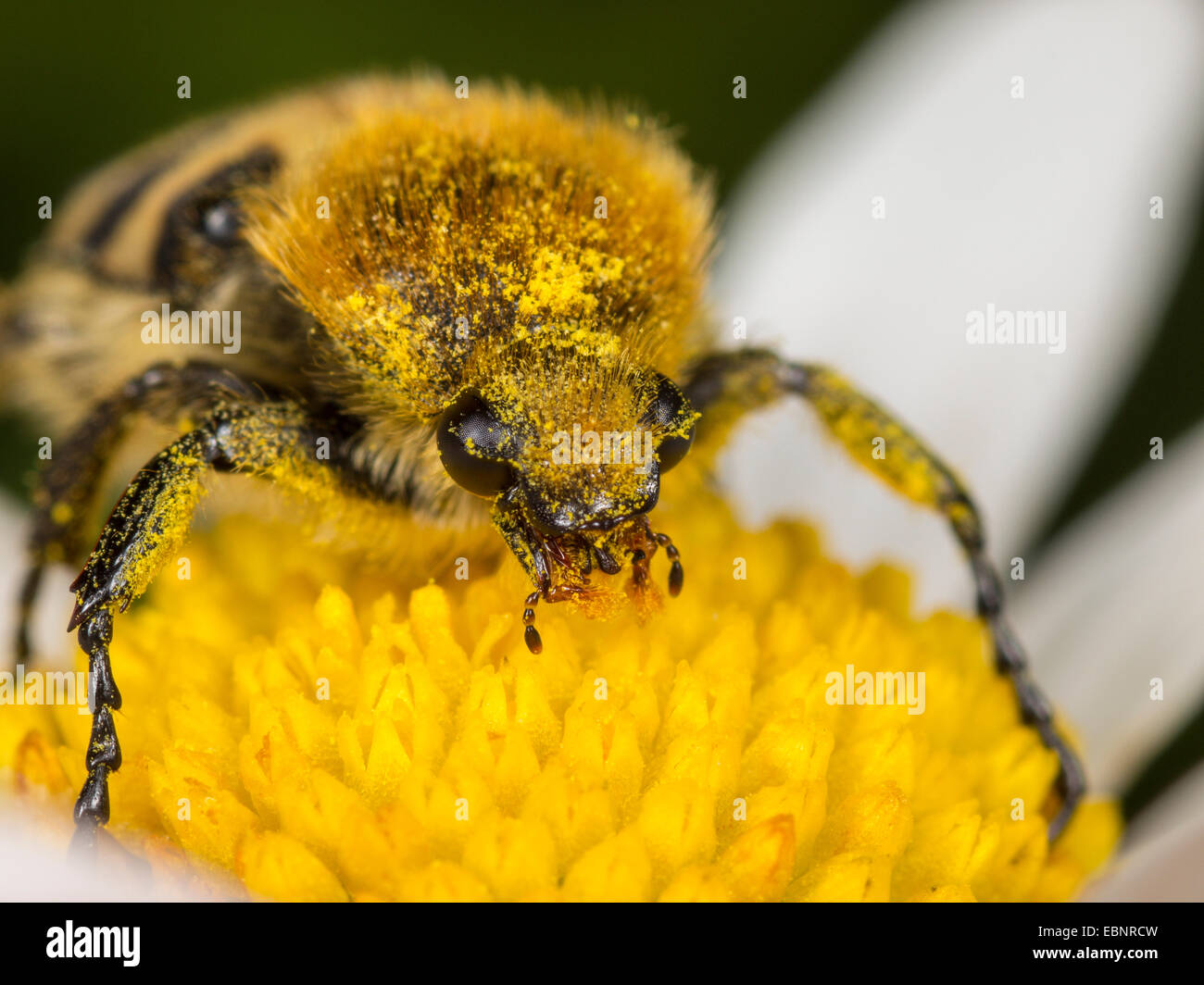 Bee chafer, bee beetle (Trichius fasciatus), mangiare il polline di una margherita occhio di bue , Germania Foto Stock