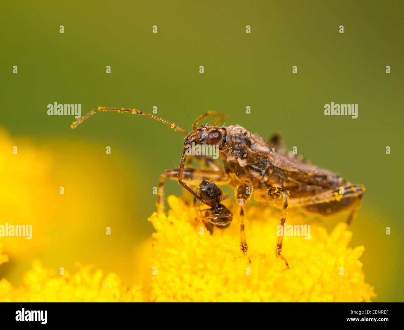 Samsel bug (Himacerus mirmicoides), femmina adulta mangia catturato ant su tansy, Germania Foto Stock