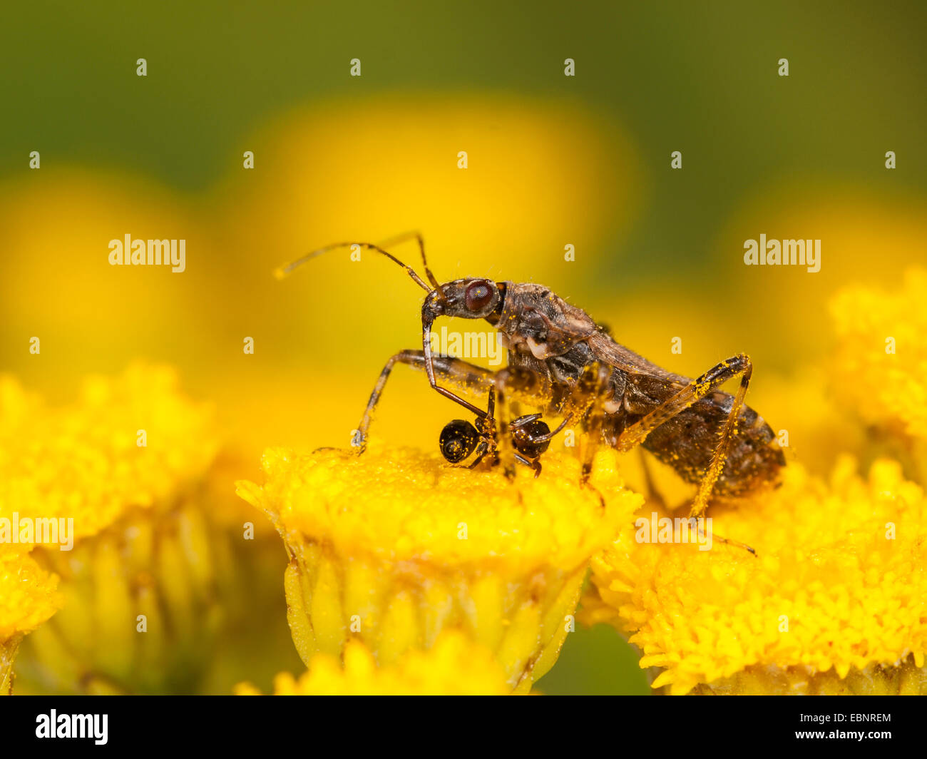 Samsel bug (Himacerus mirmicoides), femmina adulta mangia catturato ant su tansy, Germania Foto Stock