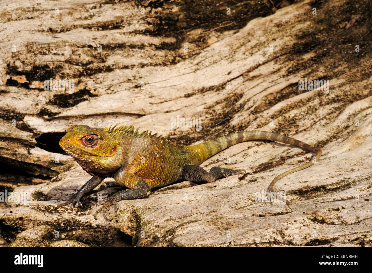 Bloodsucker comune, variabile indiano lizard, variabile AGAMA SA, chameleon (Calotes versicolor), su un albero di intoppo, Sri Lanka Foto Stock