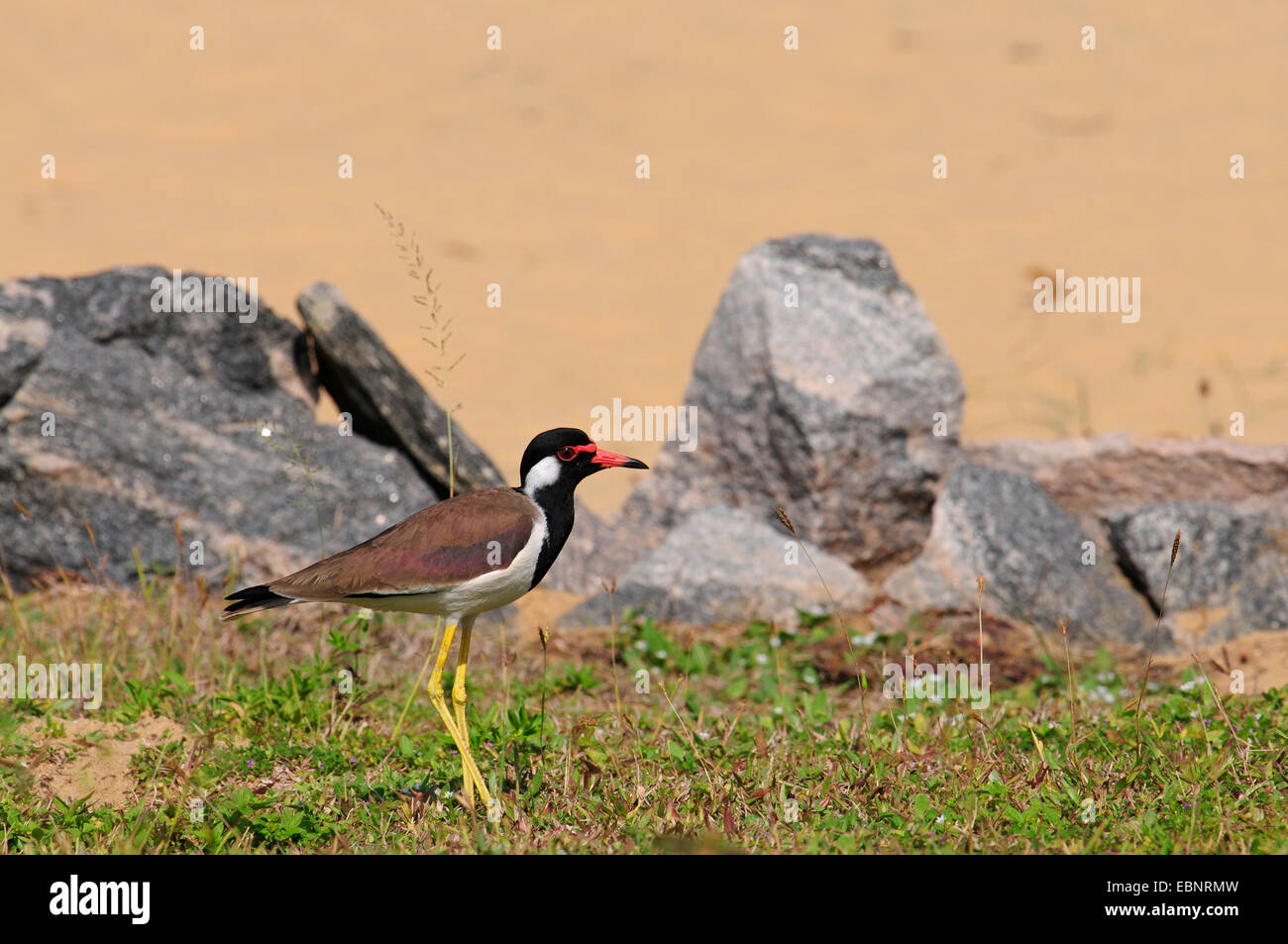 Rosso-wattled plover (Hoplopterus indicus, Vanellus indicus), sulla spiaggia, Sri Lanka Foto Stock