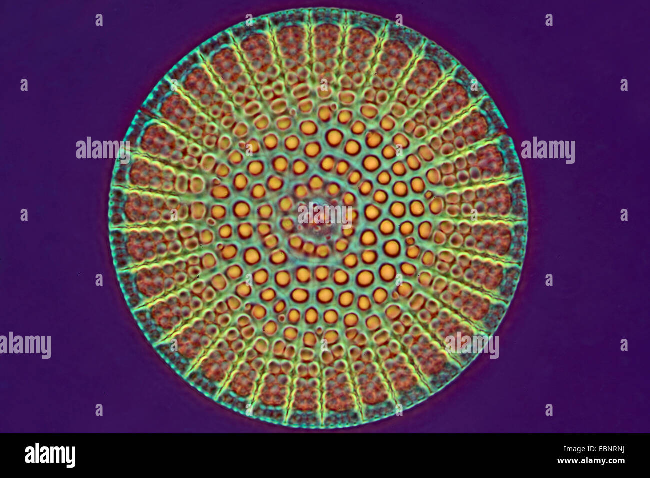 Diatomee fossili in contrasto di fase e contrasto di interferenza Foto Stock
