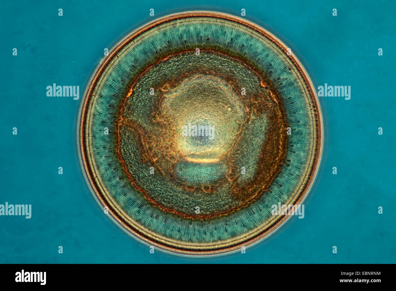 Diatomee fossili in contrasto di fase e contrasto di interferenza Foto Stock