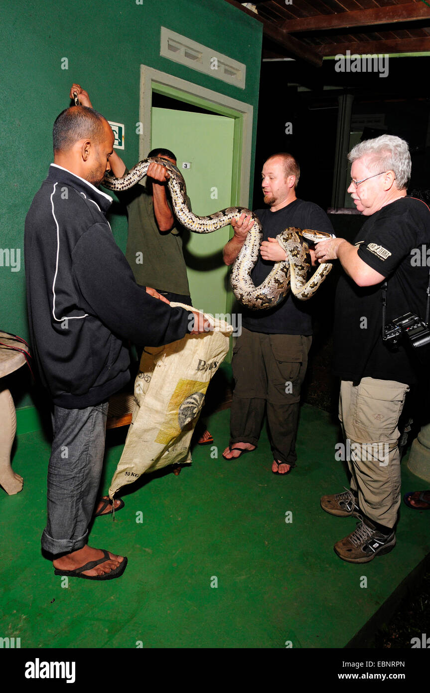 Python birmano, Indiana (Python Python molurus), quattro uomini che tengono un pitone birmano, Sri Lanka Foto Stock