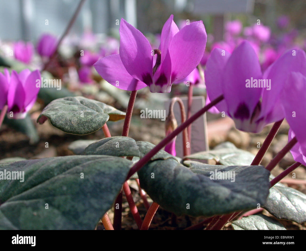 La Turchia ciclamino, anatolica ciclamino (Ciclamino pseudoibericum, Cyclamen pseudibericum), fioritura Foto Stock