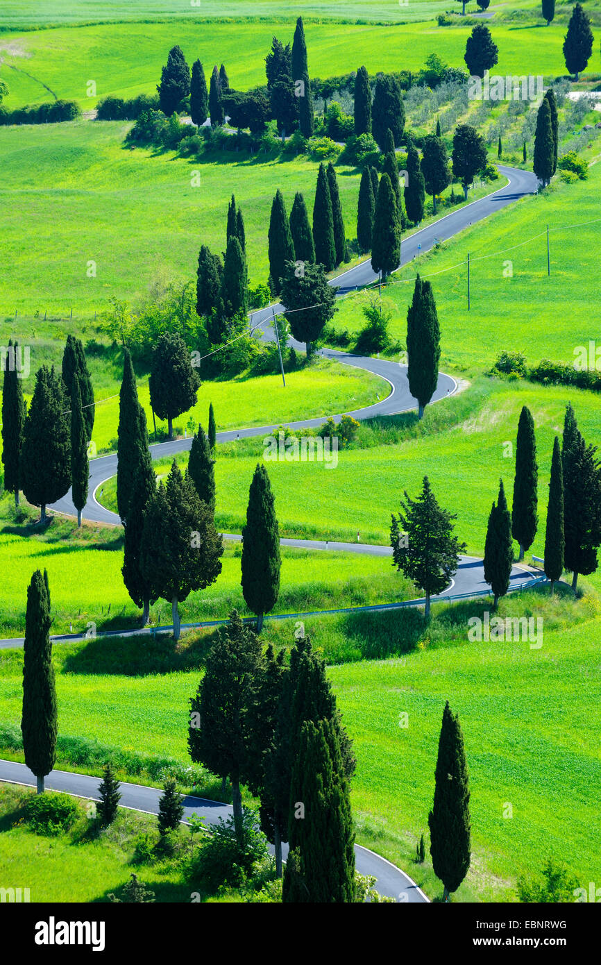 Strada tortuosa nella campagna toscana in primavera, Italia, Toscana, Val d Orcia, Monticchello Foto Stock