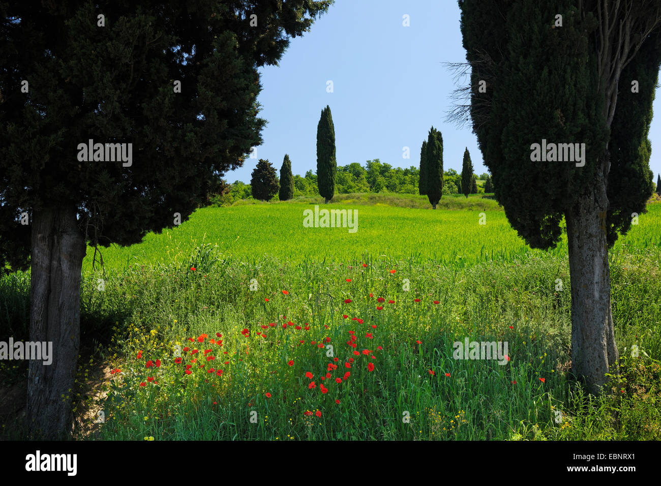 Italian cipresso (Cupressus sempervirens), campagna toscana con cipressi in primavera, Italia, Toscana, Val d Orcia, Monticchello Foto Stock