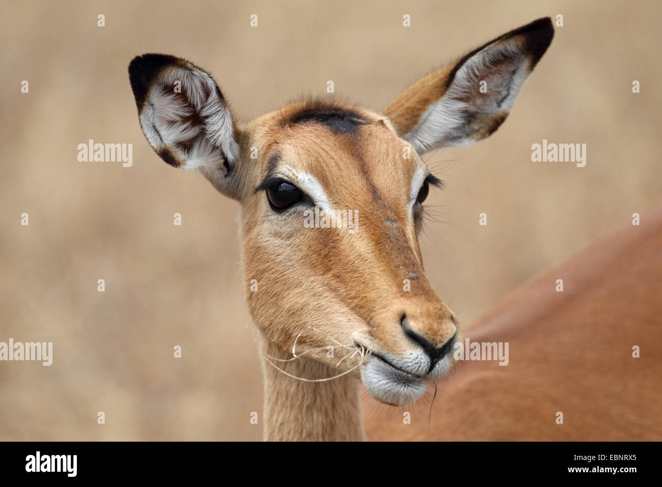 Impala (Aepyceros melampus), femmina, testa ritratto, Sud Africa, Parco Nazionale Kruger Foto Stock