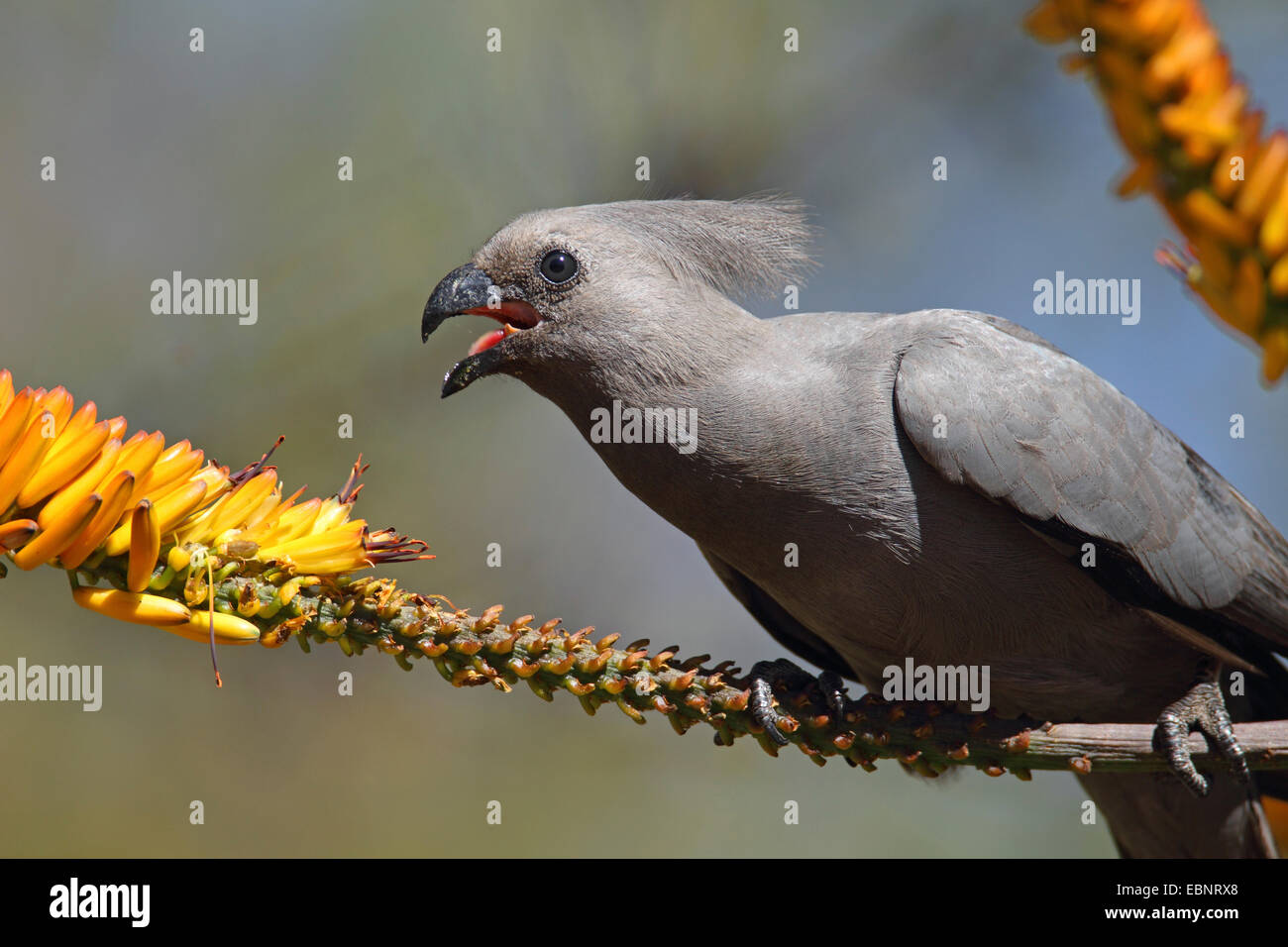 Andare lontano bird (Corythaixoides concolor), mangiare i petali di un'aloe, Sud Africa, Parco Nazionale Kruger Foto Stock