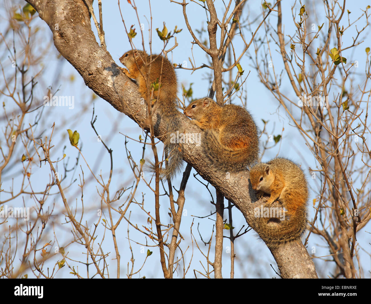 Smith's bush scoiattolo (Paraxrus cepapi), tre scoiattoli in fase di riscaldamento su un gambo di albero al sole del mattino, Sud Africa, Parco Nazionale Kruger Foto Stock