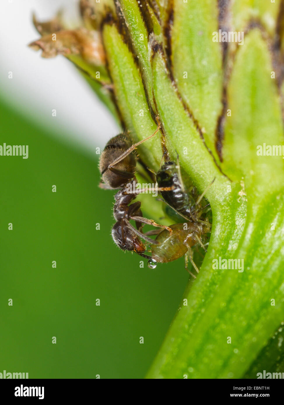 Ant (Lasius spec.), latti Ant aspirare afidi su Margherita occhio di bue, Germania Foto Stock