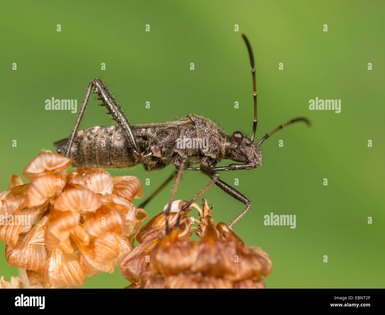 Ant bug, Redbacked bug, Redbacked ampio capo-bug (Alydus calcaratus), su sbiadito Hop fioriture di trifoglio, Germania Foto Stock