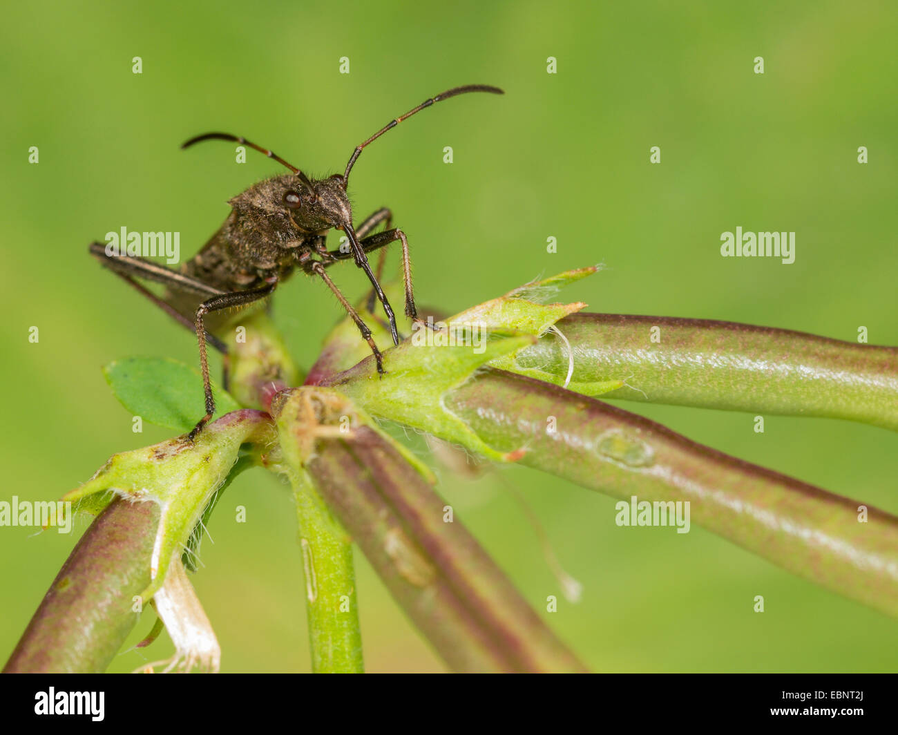 Ant bug, Redbacked bug, Redbacked ampio capo-bug (Alydus calcaratus), aspira frutti di uova e pancetta affumicata-pianta, Lotus corniculatus, Germania Foto Stock