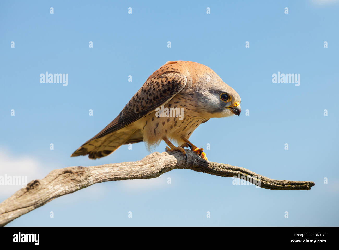 Unione gheppio, Eurasian gheppio, Vecchio Mondo gheppio, comune gheppio (Falco tinnunculus), seduto su un ramo , Germania Foto Stock