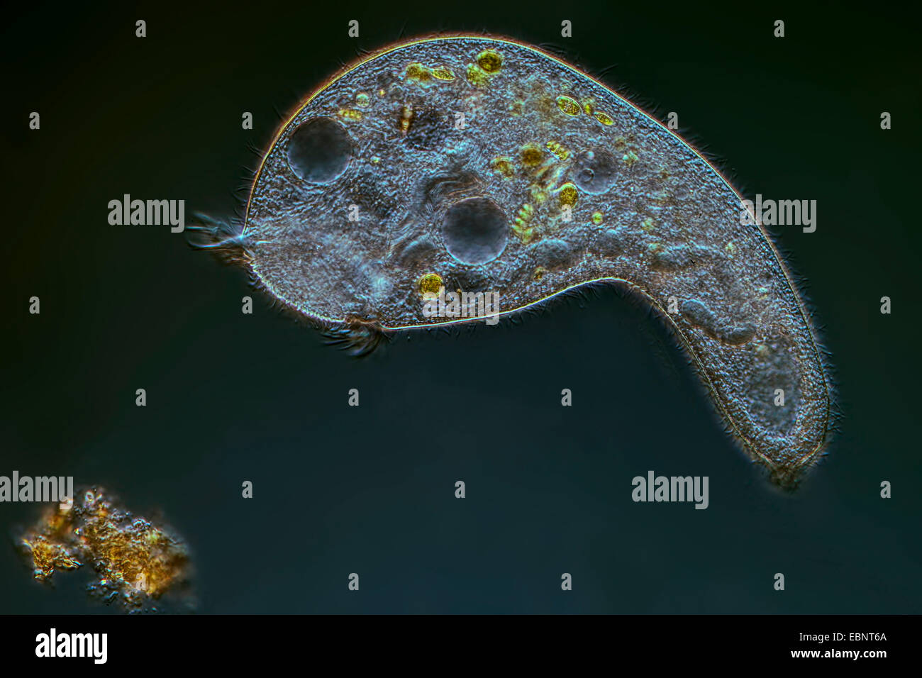 Anatomia dello stentore immagini e fotografie stock ad alta risoluzione ...