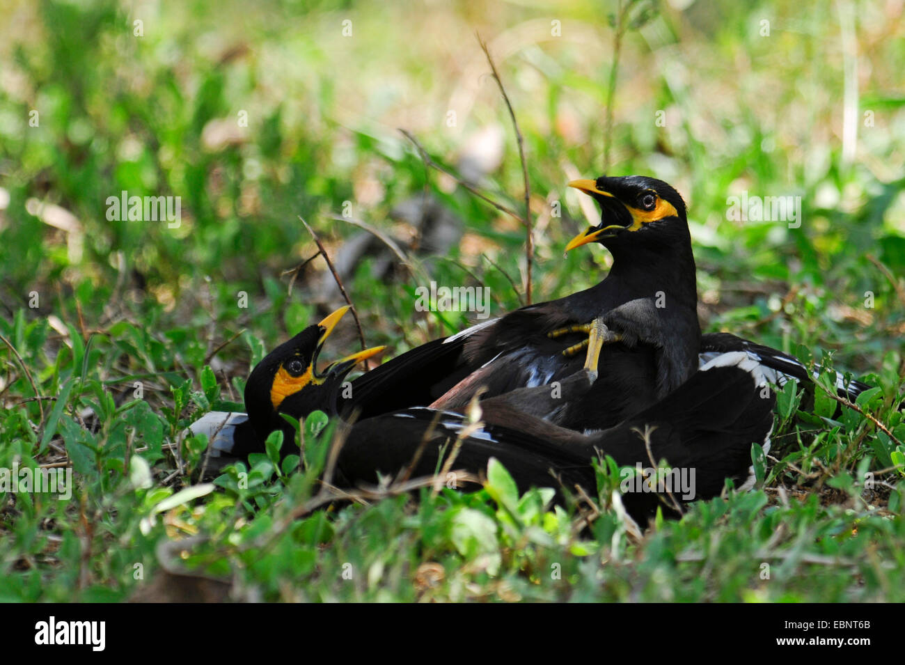 Mynah comune (Acridotheres tristis), due scontri uccelli adulti, Sri Lanka Foto Stock