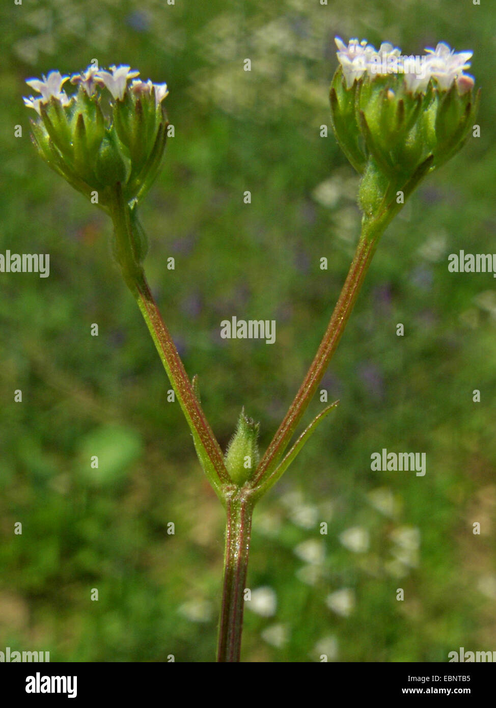 Stretto a frutto grosso (cornsalad Valerianella dentata), fioritura, Germania Foto Stock