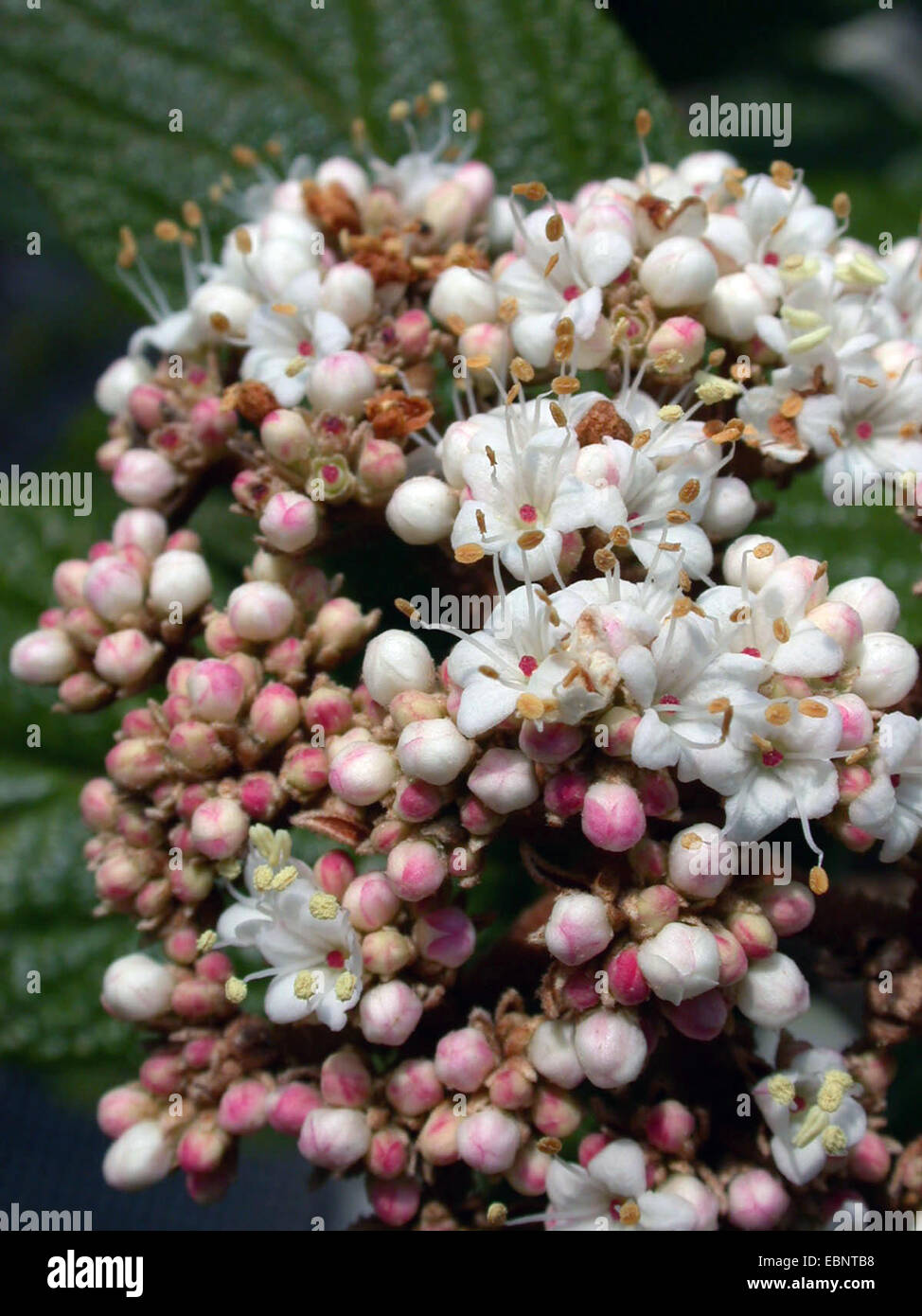Leatherleaf viburnum (Viburnum rhytidophyllum), fiori Foto Stock