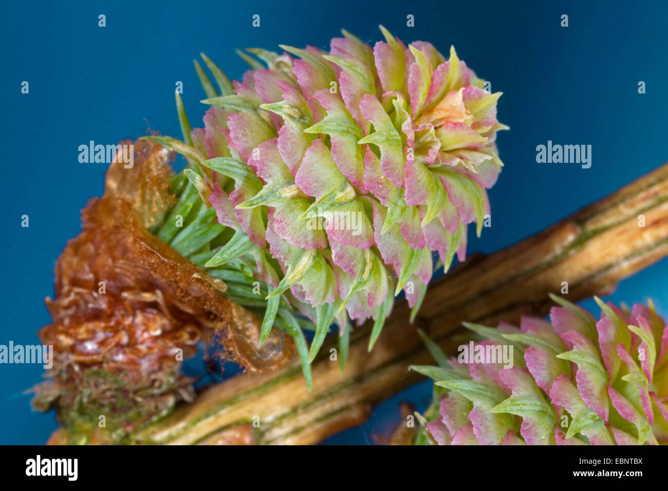 Giapponese larice (Larix kaempferi), coni di fioritura Foto Stock