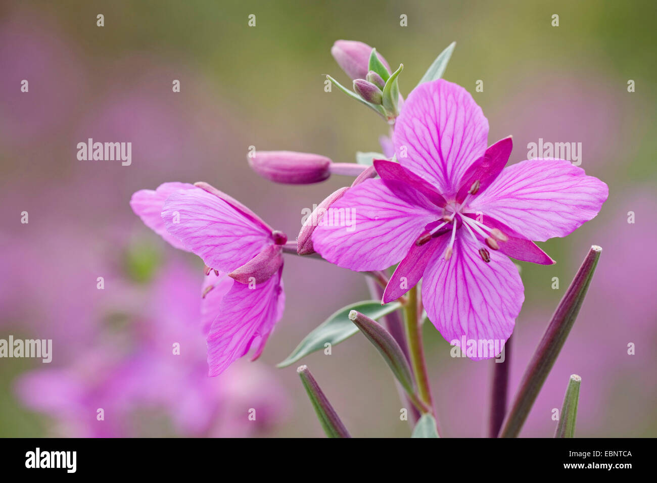 Di latifoglie willow-erba, salice rosso-erba, Fiume bellezza, Nana (Fireweed Epilobium latifolium), fiori, Canada, Parco Nazionale Kluane Foto Stock