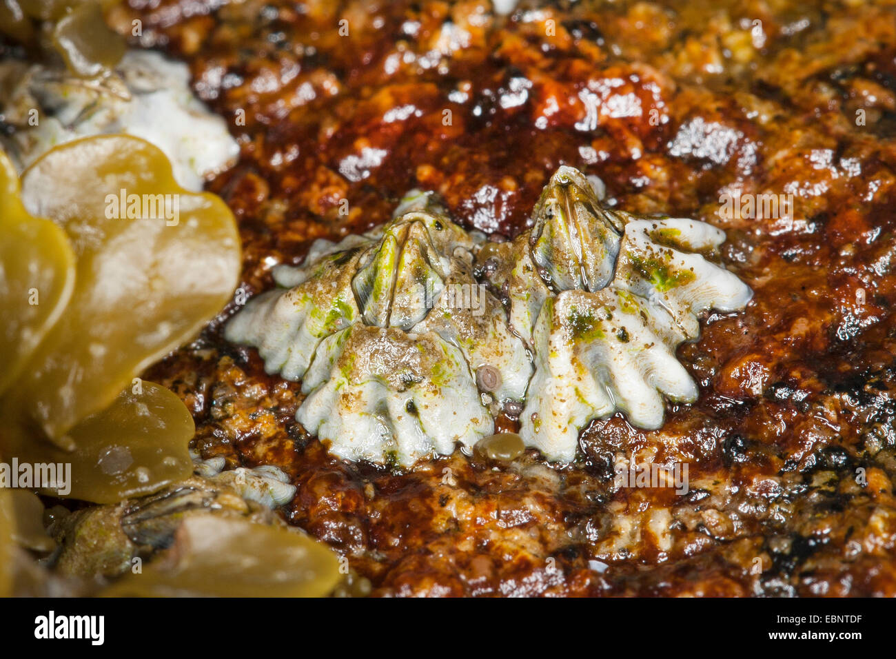 Modesto barnacle Elminius (modesto), due modeste cirripedi su una pietra, Germania Foto Stock