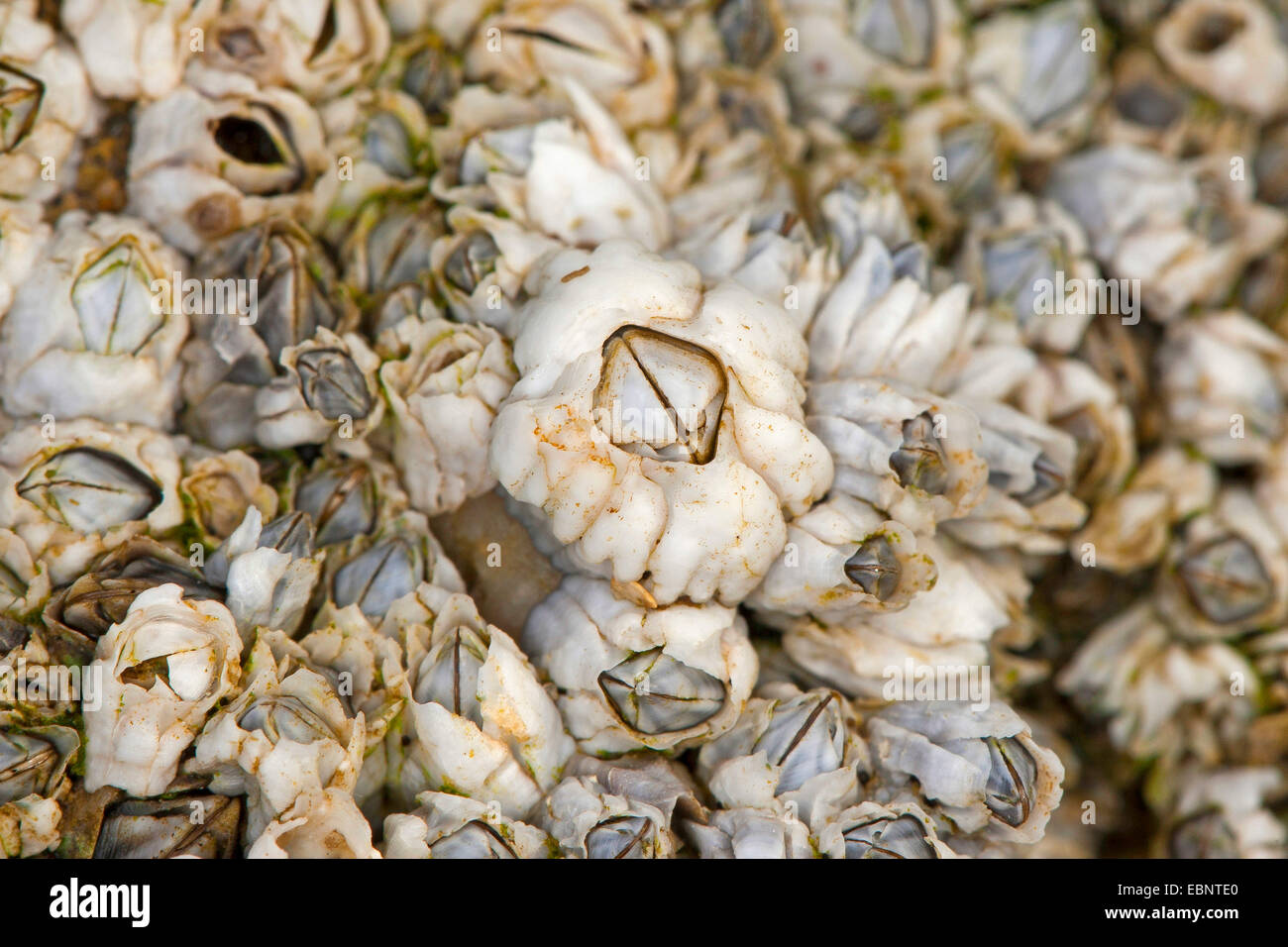 Northern Rock barnacle, Acorn barnacle, comune rock barnacle (Semibalanus balanoides, Balanus balanoides), ad alto angolo di visione su diversi cirripedi, Germania Foto Stock