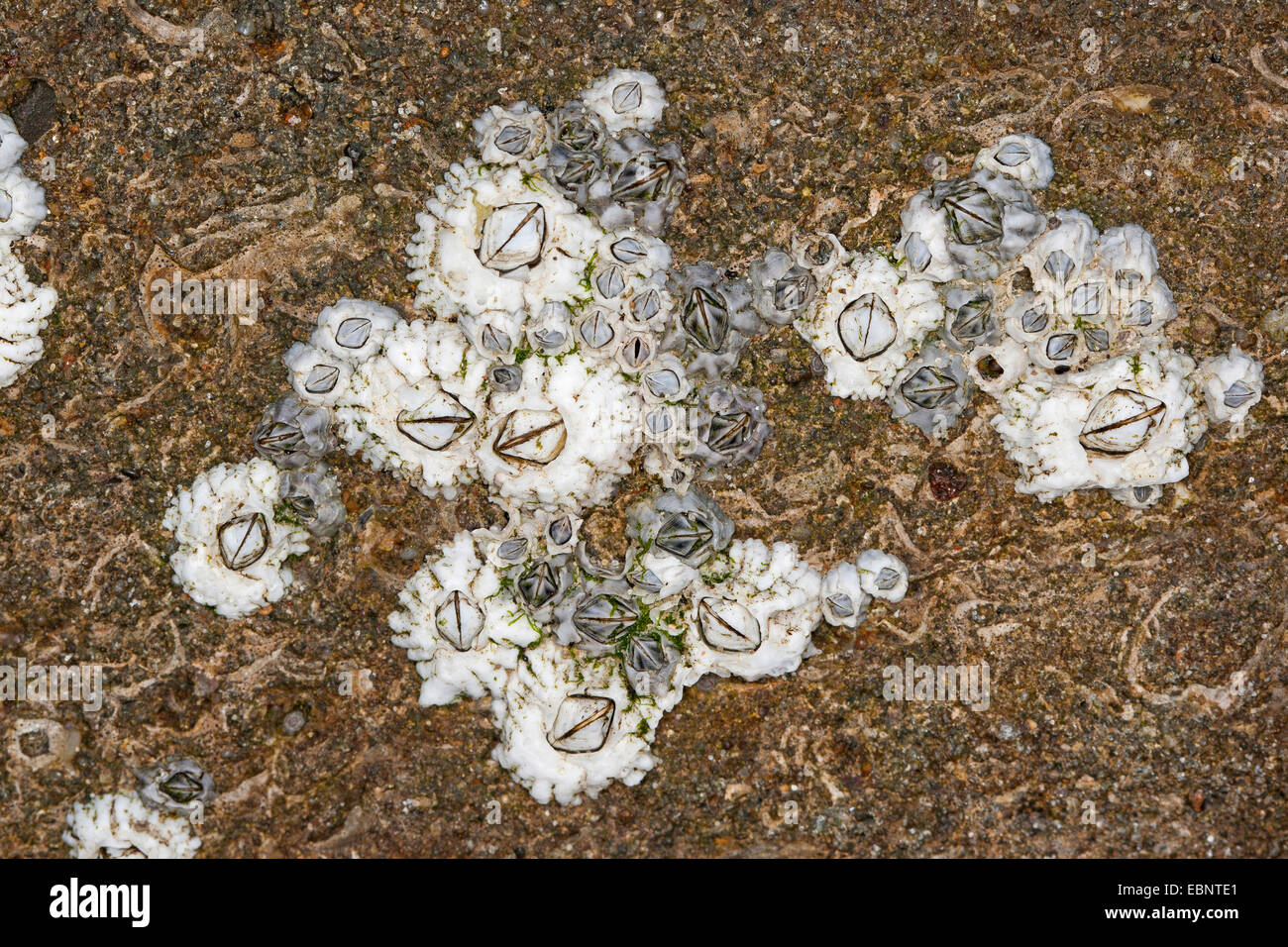 Northern Rock barnacle, Acorn barnacle, comune rock barnacle (Semibalanus balanoides, Balanus balanoides), su di una roccia in riva al mare, Germania Foto Stock