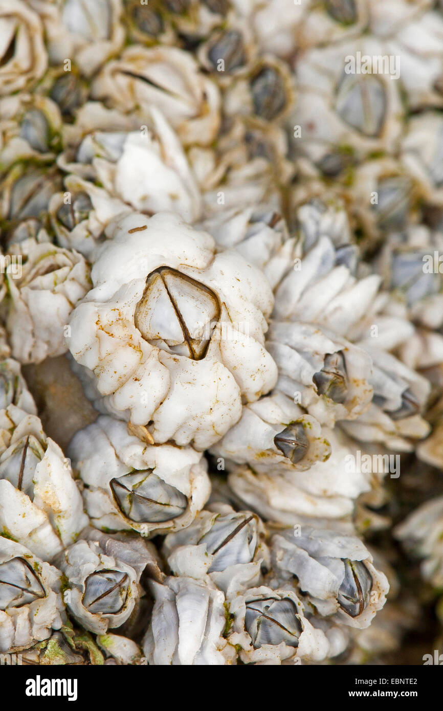 Northern Rock barnacle, Acorn barnacle, comune rock barnacle (Semibalanus balanoides, Balanus balanoides), ad alto angolo di visione su diversi cirripedi, Germania Foto Stock