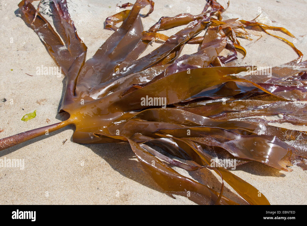 Mirkle, Kelpie, fegato erbaccia, Pennant erbaccia, Strapwrack, Cuvie, groviglio, Split frusta wrack, Oarweed (Laminaria hyperborea), sulla spiaggia, Germania Foto Stock