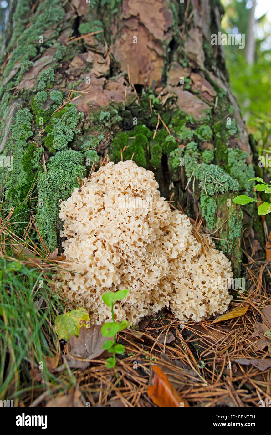 Legno, cavolfiore cavolfiore (funghi Sparassis crispa), alla base di un pino, Germania Foto Stock