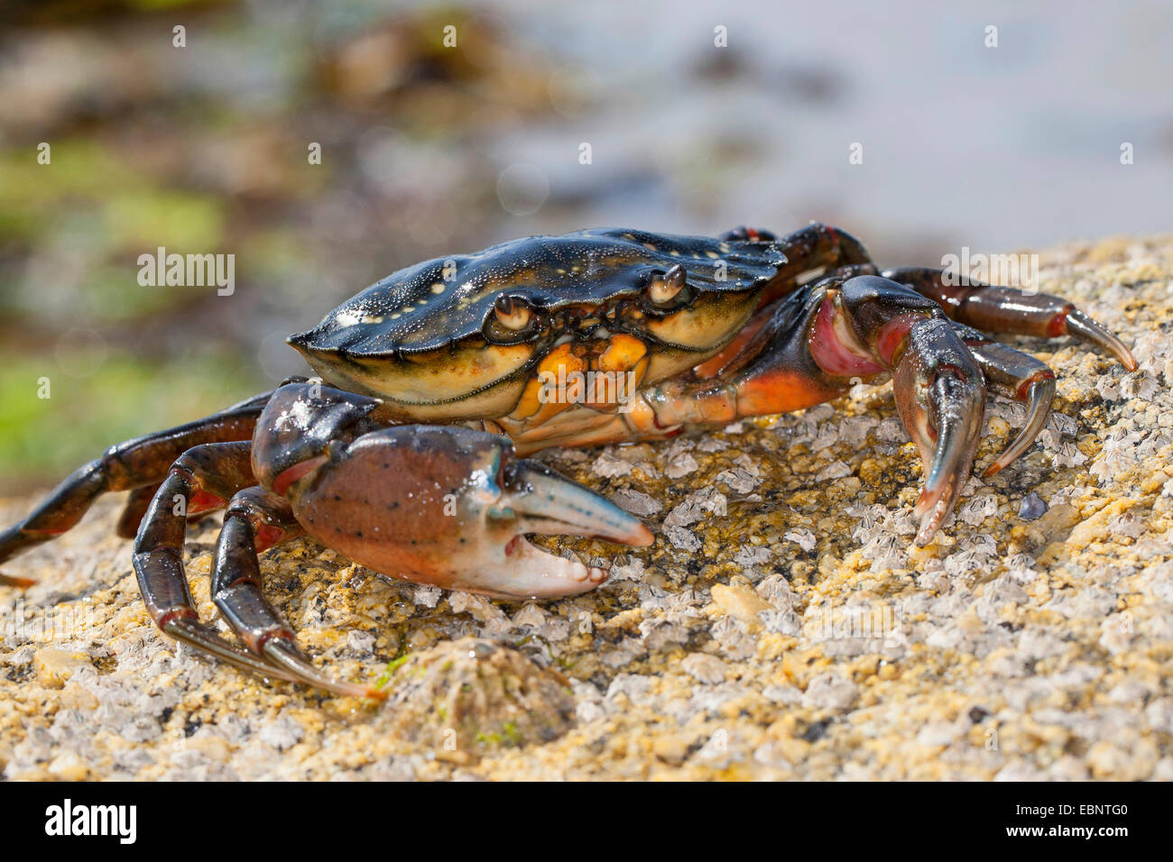 Riva Verde del granchio verde granchio, North Atlantic shore crab (Carcinus maenas), sulla spiaggia, Germania Foto Stock
