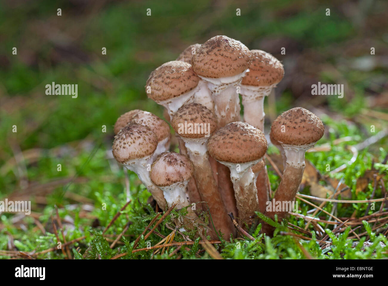 Il miele scuro fungo, miele (fungo Armillaria ostoyae, Armillariella polymyces, Armillaria solidipes), di corpi fruttiferi sul suolo della foresta, Germania Foto Stock