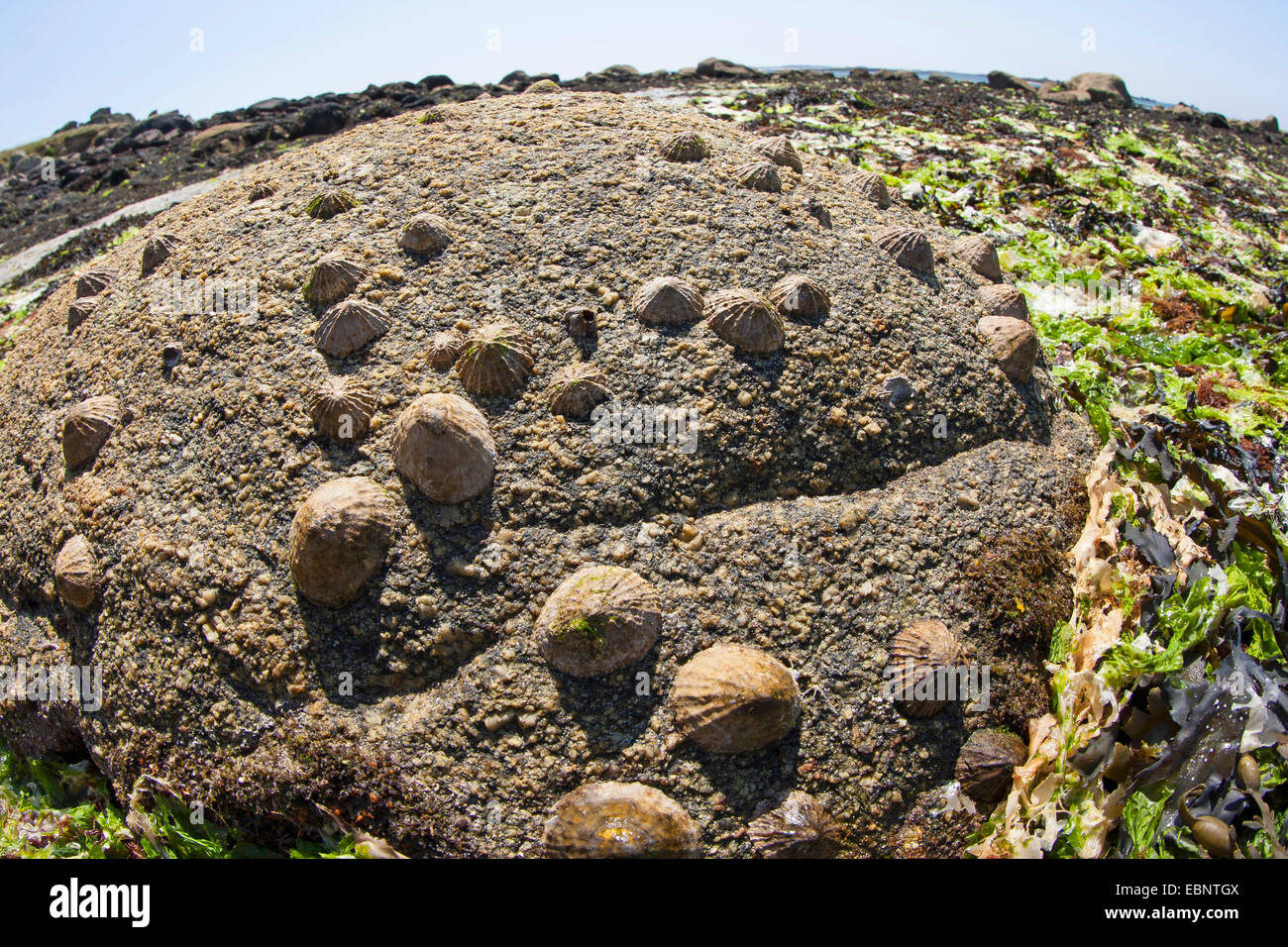 Limpet comune, Politica europea comune in materia di limpet (Patella vulgata), patelle a bassa marea su una roccia, Germania Foto Stock