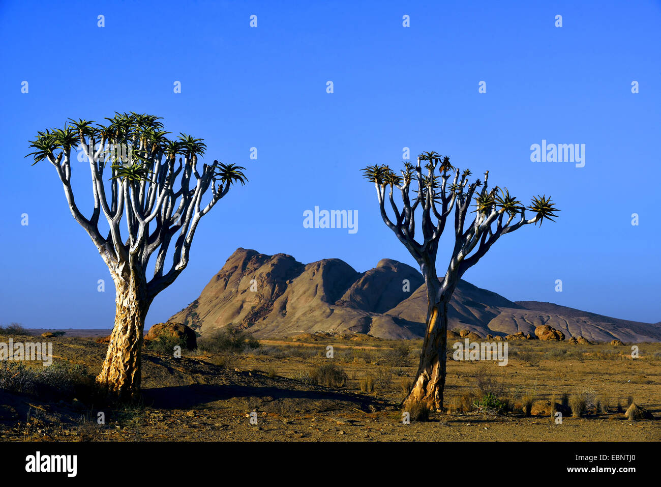 Kocurboom, Quivertree, Quiver Tree (Aloe dichotoma), Rock e kocurboom albero vicino a Bloedkoppe mountain, Namibia, Namib Naukluft National Park Foto Stock