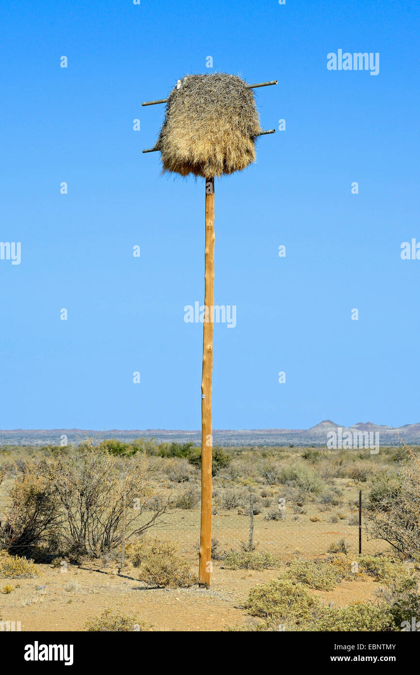 Socievole weaver (Philetairus socius), colonie nidificanti in corrispondenza di un primo polo di alimentazione, Namibia, Keetmanshoop Foto Stock