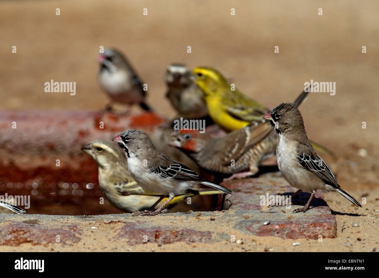Scalyfeathered finch (Sporopipes squamifrons), piccolo gruppo seduto a un waterhole, Sud Africa, Kgalagadi transfrontaliera Parco Nazionale Foto Stock