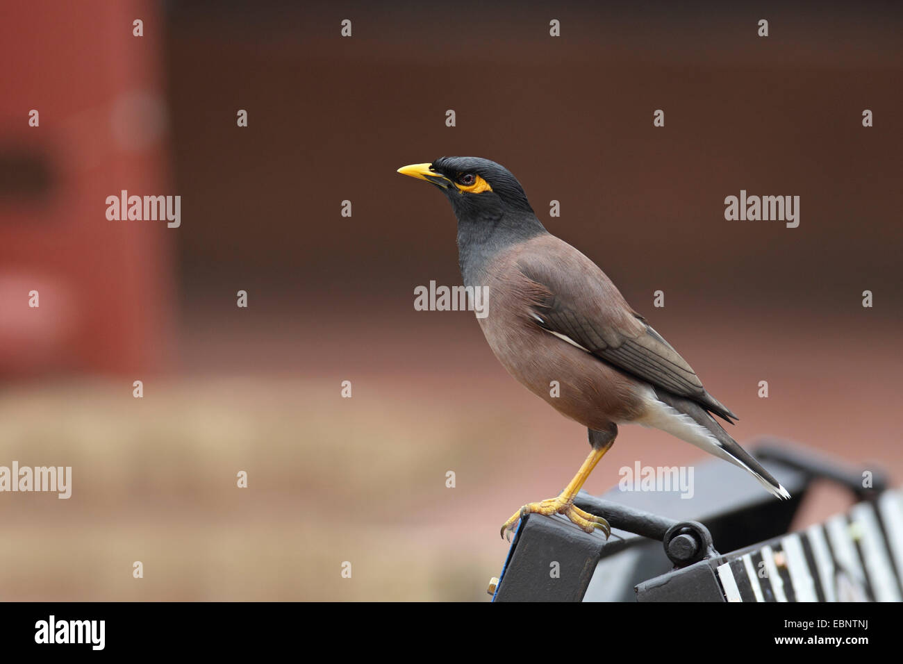 Mynah comune (Acridotheres tristis), seduti su una lampada in città, Sud Africa, Santa Lucia Foto Stock