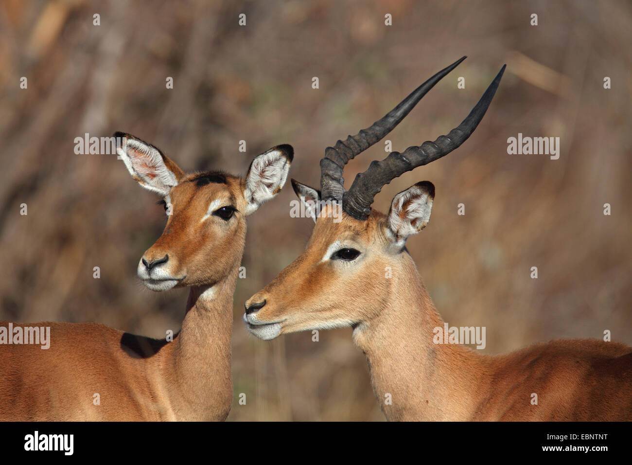 Impala (Aepyceros melampus), maschio e femmina, testa ritratto, Sud Africa, Parco Nazionale Kruger Foto Stock