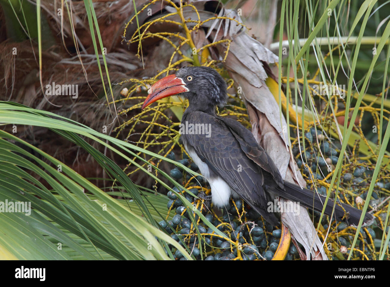 Cantò hornbill (Tockus alboterminatus), femmina seduto in una boccola una ricerca di cibo, Sud Africa, Santa Lucia Foto Stock