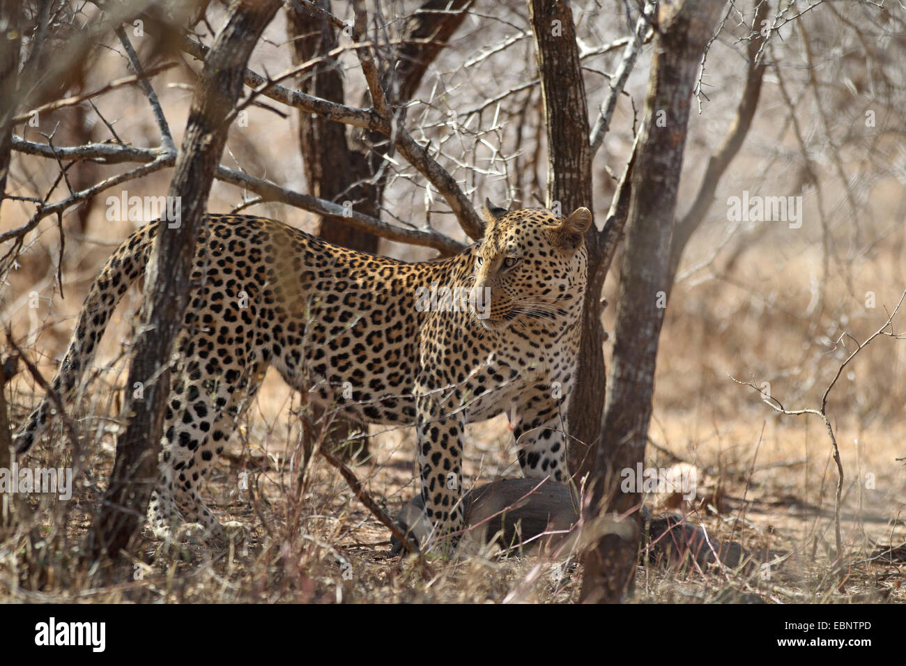 Leopard (Panthera pardus), con catturato giovani warthog in bosco ceduo di legno, Sud Africa, Parco Nazionale Kruger Foto Stock