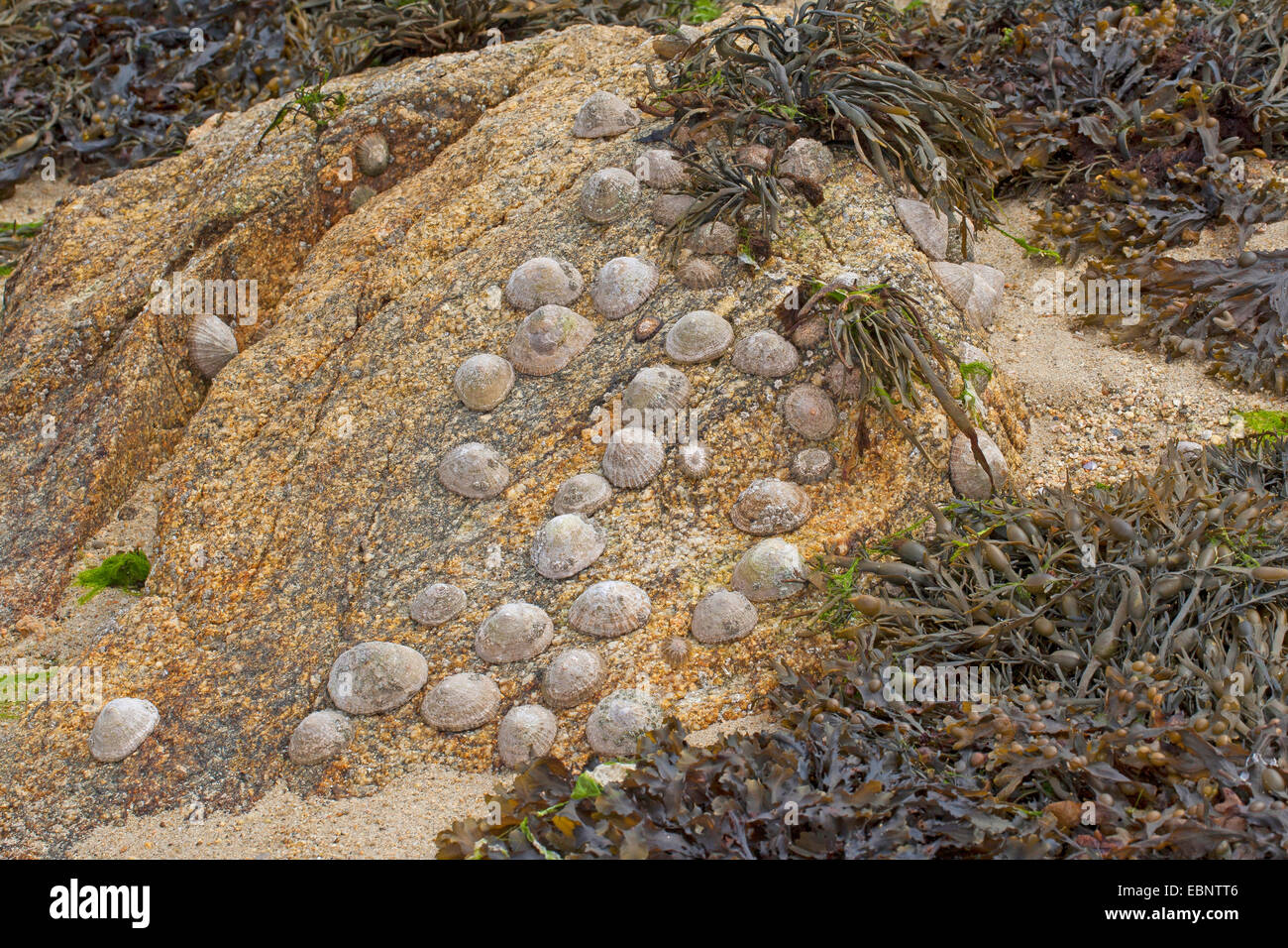 Limpet comune, Politica europea comune in materia di limpet (Patella vulgata), patelle a bassa marea su una roccia, Germania Foto Stock