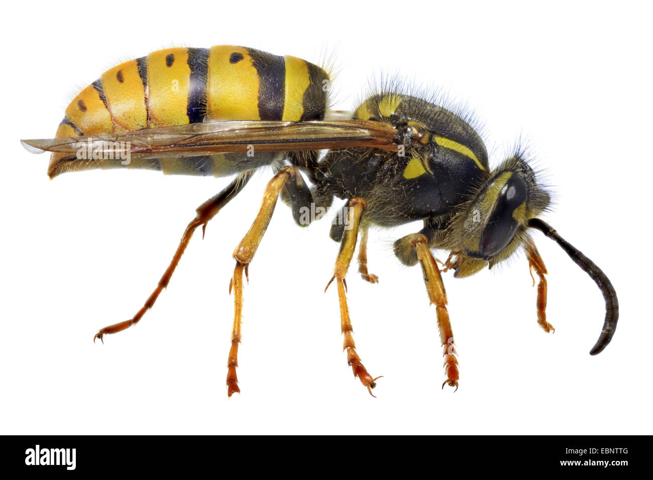 Wasp comune (Vespula vulgaris, Paravespula vulgaris), macro shot della regina Foto Stock